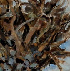 Olive Tree, Palestine